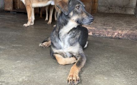 Friedl - Sensibel, liebevoll und bereit für ein neues Leben