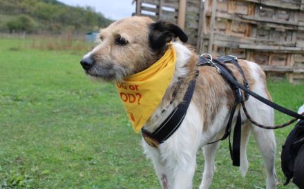 Liebevolles Zuhause für Waldemar gesucht