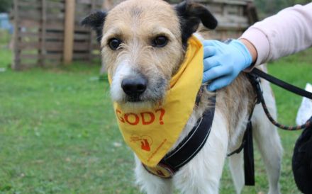 Liebevolles Zuhause für Waldemar gesucht