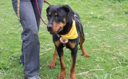 Stattlicher Rüde Harley sucht Power-Familie