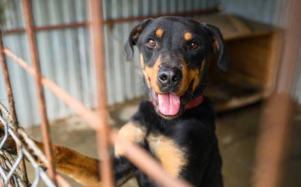 Stattlicher Rüde Harley sucht Power-Familie