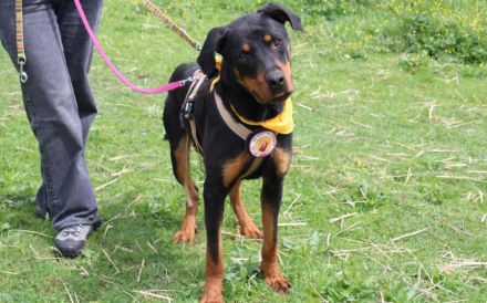 Stattlicher Rüde Harley sucht Power-Familie