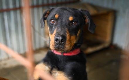 Stattlicher Rüde Harley sucht Power-Familie