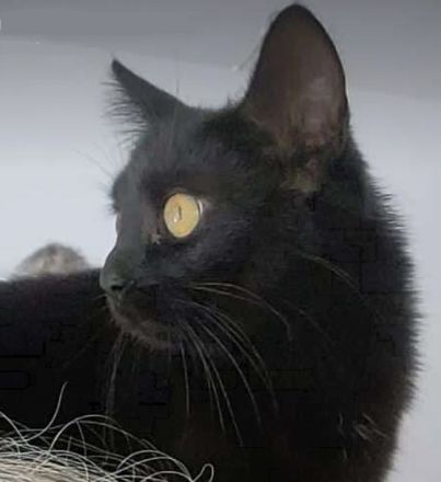 Langhaariges liebes Kätzchen Birma / EKH sucht Kuschelplatz