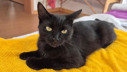 Langhaariges liebes Kätzchen Birma / EKH sucht Kuschelplatz