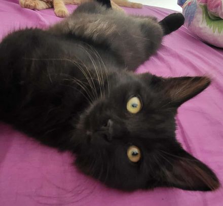 Langhaariges liebes Kätzchen Birma / EKH sucht Kuschelplatz