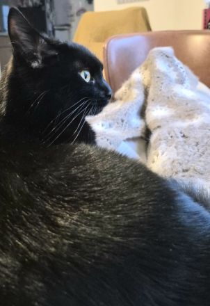 Langhaariges liebes Kätzchen Birma / EKH sucht Kuschelplatz