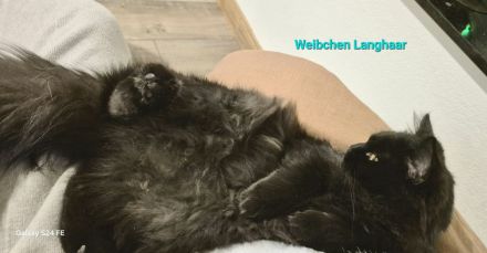 Langhaariges liebes Kätzchen Birma / EKH sucht Kuschelplatz