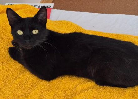 Langhaariges liebes Kätzchen Birma / EKH sucht Kuschelplatz