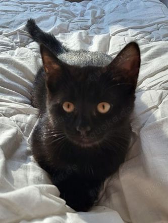 Langhaariges liebes Kätzchen Birma / EKH sucht Kuschelplatz