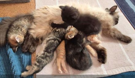 Langhaariges liebes Kätzchen Birma / EKH sucht Kuschelplatz