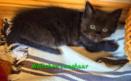 Langhaariges liebes Kätzchen Birma / EKH sucht Kuschelplatz