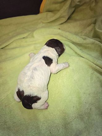 Lagotto Romagnolo Welpen