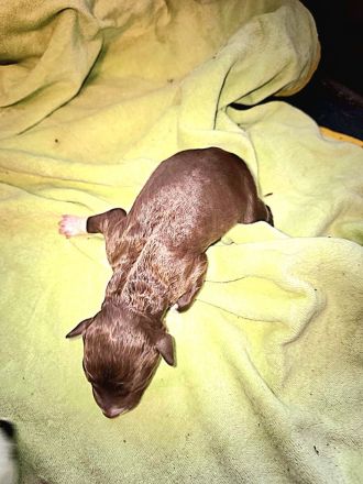 Lagotto Romagnolo Welpen