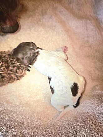 Lagotto Romagnolo Welpen