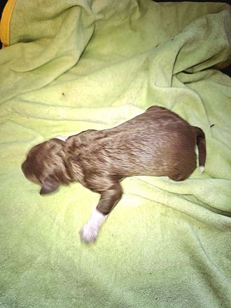 Lagotto Romagnolo Welpen