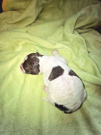 Lagotto Romagnolo Welpen