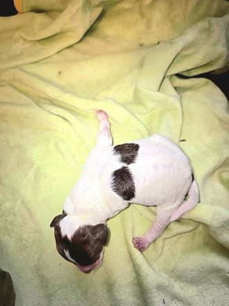 Lagotto Romagnolo Welpen