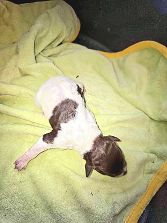 Lagotto Romagnolo Welpen