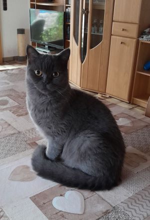 Junger kastrierter BKH-Schmusekater (2 x geimpft, Mikrochip + tierärztliches Gesundheitszeugnis)