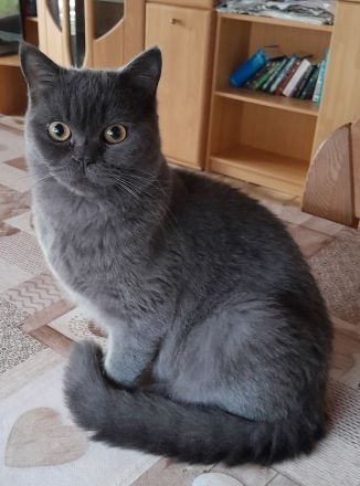 Junger kastrierter BKH-Schmusekater (2 x geimpft, Mikrochip + tierärztliches Gesundheitszeugnis)