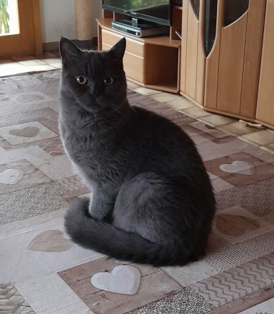 Junger kastrierter BKH-Schmusekater (2 x geimpft, Mikrochip + tierärztliches Gesundheitszeugnis)