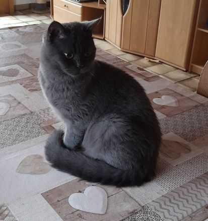 Junger kastrierter BKH-Schmusekater (2 x geimpft, Mikrochip + tierärztliches Gesundheitszeugnis)