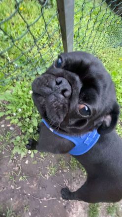 Pumba sucht ein neues Zuhause!