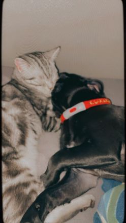 Pumba sucht ein neues Zuhause!