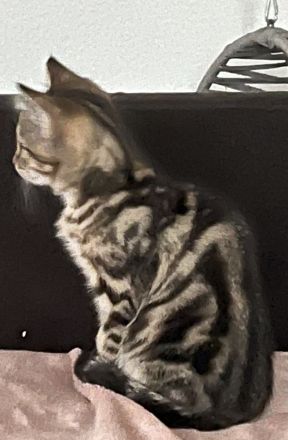 Bkh Katze Whiskas amy 12 Wochen und sehr verschmust