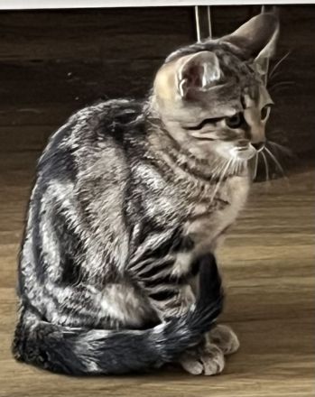 Bkh Katze Whiskas amy 12 Wochen und sehr verschmust