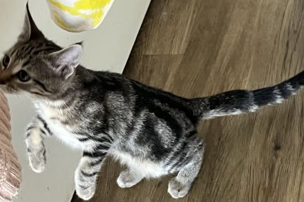 Bkh Katze Whiskas amy 12 Wochen und sehr verschmust
