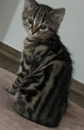 Bkh Katze Whiskas amy 12 Wochen und sehr verschmust