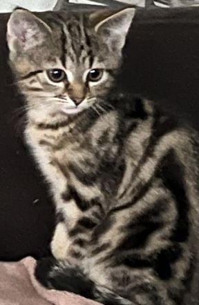 Bkh Katze Whiskas amy 12 Wochen und sehr verschmust