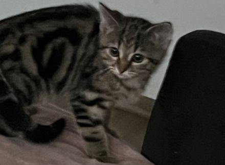 Bkh Katze Whiskas amy 12 Wochen und sehr verschmust