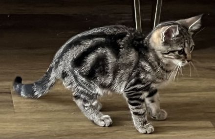 Bkh Katze Whiskas amy 12 Wochen und sehr verschmust