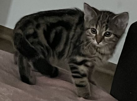 Bkh Katze Whiskas amy 12 Wochen und sehr verschmust