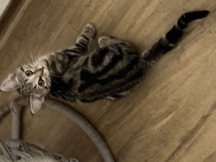 Bkh Katze Whiskas amy 12 Wochen und sehr verschmust