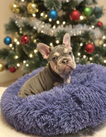 🎄 Einzigartige Blue-Tan Welpin – Dein Weihnachtswunder! 🎄