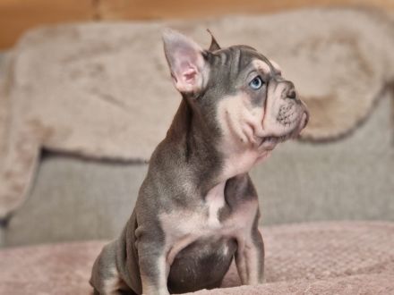 Französische Bulldoggen-Welpin in liebevolle Hände abzugeben