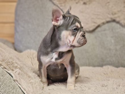 Französische Bulldoggen-Welpin in liebevolle Hände abzugeben