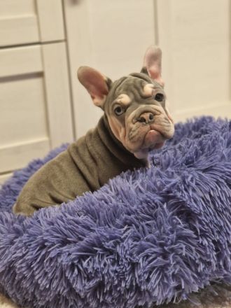 Französische Bulldoggen-Welpin in liebevolle Hände abzugeben