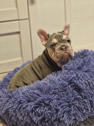 Französische Bulldoggen-Welpin in liebevolle Hände abzugeben