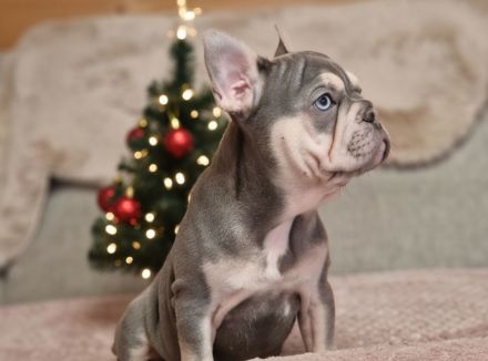 🎄 Einzigartige Blue-Tan Welpin – Dein Weihnachtswunder! 🎄