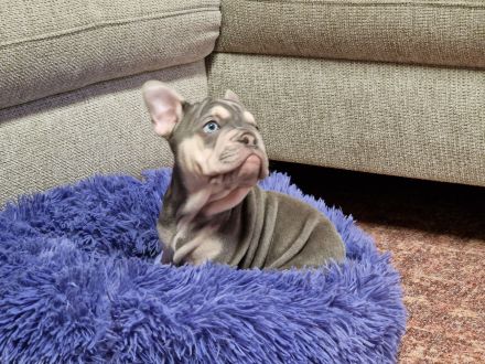 Französische Bulldoggen-Welpin in liebevolle Hände abzugeben