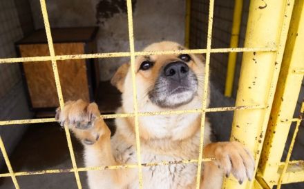 Flauschiger Teddy mit freundlicher Seele