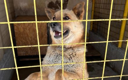 Flauschiger Teddy mit freundlicher Seele
