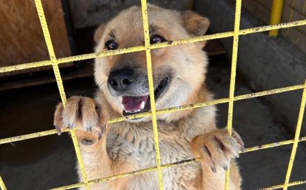 Flauschiger Teddy mit freundlicher Seele