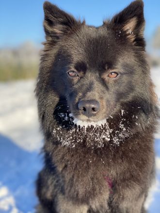 Großspitz, Welpen, Spitz,