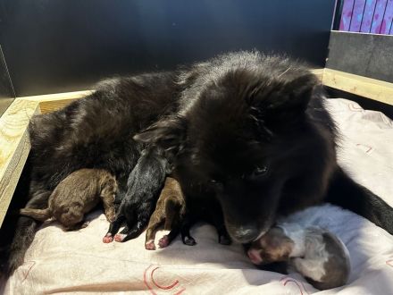 Großspitz, Welpen, Spitz,